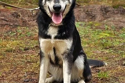 Zakręcona, młoda Śrubka - trochę w typie husky ;)