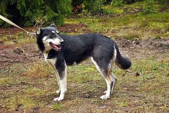 Zakręcona, młoda Śrubka - trochę w typie husky ;)