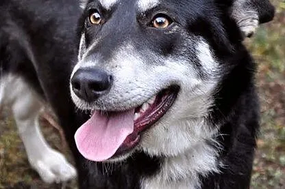 Zakręcona, młoda Śrubka - trochę w typie husky ;)