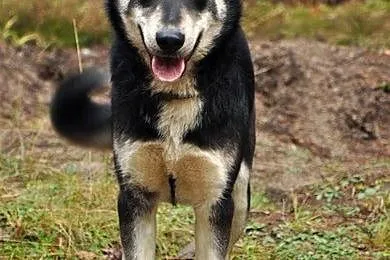 Zakręcona, młoda Śrubka - trochę w typie husky ;)