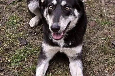 Zakręcona, młoda Śrubka - trochę w typie husky ;)