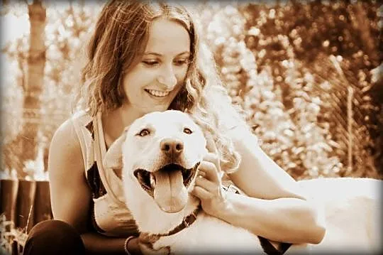 5 letni Biszkopt w typie labradora szuka dobrego domu