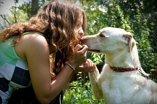 5 letni Biszkopt w typie labradora szuka dobrego d