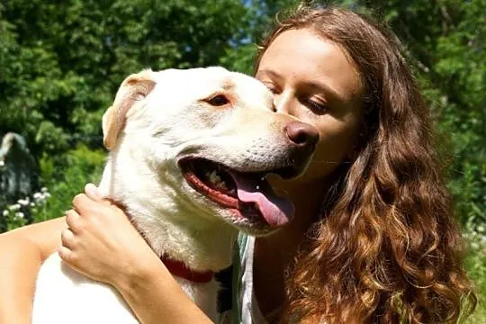 5 letni Biszkopt w typie labradora szuka dobrego d