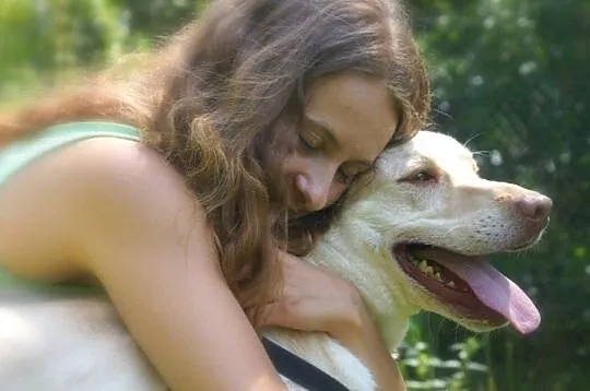 5 letni Biszkopt w typie labradora szuka dobrego d