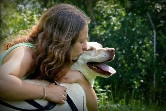 5 letni Biszkopt w typie labradora szuka dobrego d