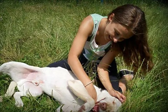 5 letni Biszkopt w typie labradora szuka dobrego d