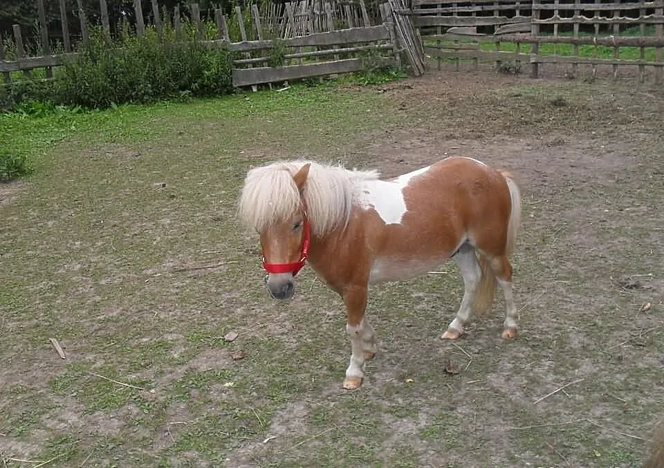 Sprzedam Szetlanda na kucyka mini 0,80 cm
