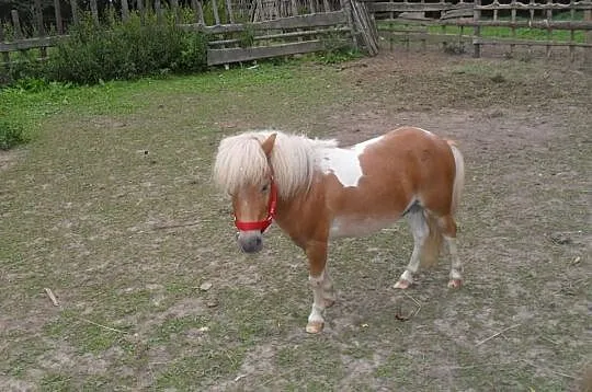 Sprzedam Szetlanda na kucyka mini 0,80 cm