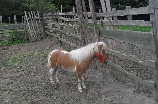 Sprzedam Szetlanda na kucyka mini 0,80 cm