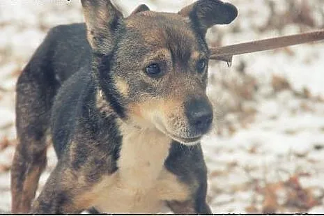 Czako - piękny starszy pan do adopcji!,  łódzkie Ł