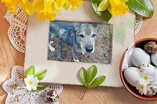 Czako - piękny starszy pan do adopcji!,  łódzkie Ł