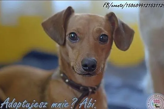 Jamniczka Abi do adopcji