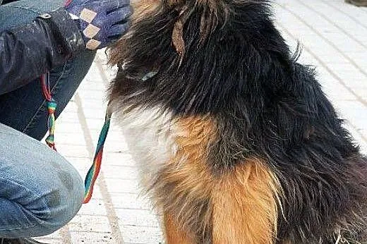TITO średni, młody, zagubiony piesek BARDZO potrzebuje domu,  warmińsko-mazurskie Olsztyn