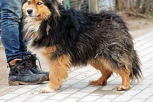 TITO średni, młody, zagubiony piesek BARDZO potrze