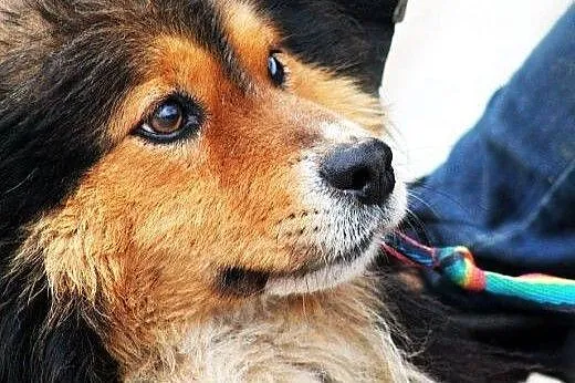TITO średni, młody, zagubiony piesek BARDZO potrze