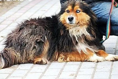TITO średni, młody, zagubiony piesek BARDZO potrze
