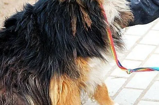 TITO średni, młody, zagubiony piesek BARDZO potrze