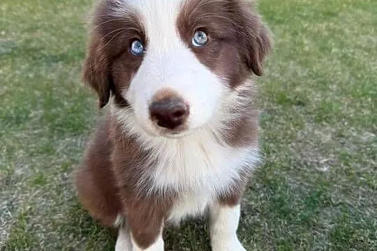 Szczeniaki Border Collie, Pomorskie, Jagatowo