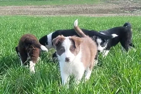 Szczeniaki Border Collie, Pomorskie, Jagatowo