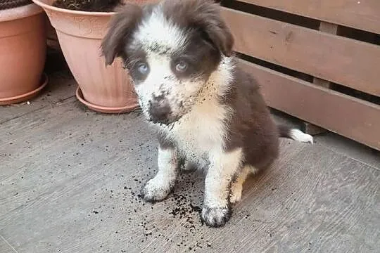 Szczeniaki Border Collie, Pomorskie, Jagatowo