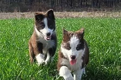 Szczeniaki Border Collie, Pomorskie, Jagatowo