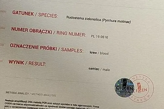 Rudosterka zielonolica - samiec cinnamon 02.19, , Lublin