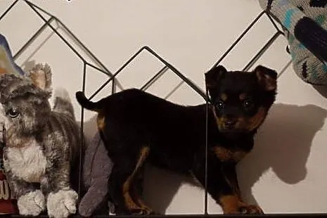 Bonnie -8 tyg  sunia do adopcji.,  świętokrzyskie 