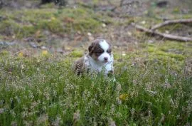 Owczarek amerykański miniaturowy ZKwP – suczka red tri, długi ogon, czekoladowa.