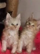 Cymric, dwa dostępne, rasowe i posiadają wszystkie dokumenty./////////////