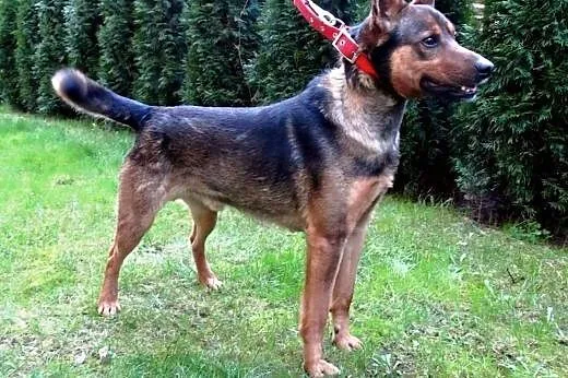 Koks, psiaczek wspaniały,  łódzkie Skierniewice