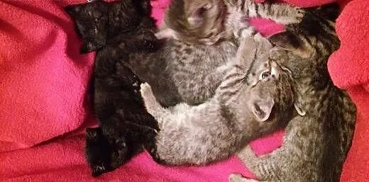 Piec maluszkow 6-7 tyg adopcja!!, świętokrzyskie