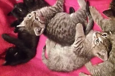 Piec maluszkow 6-7 tyg adopcja!!,  świętokrzyskie 