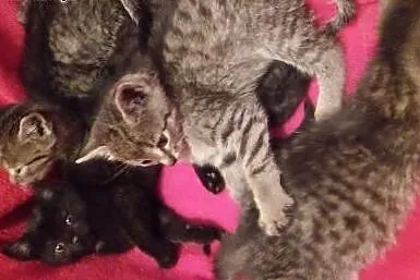 Piec maluszkow 6-7 tyg adopcja!!,  świętokrzyskie 