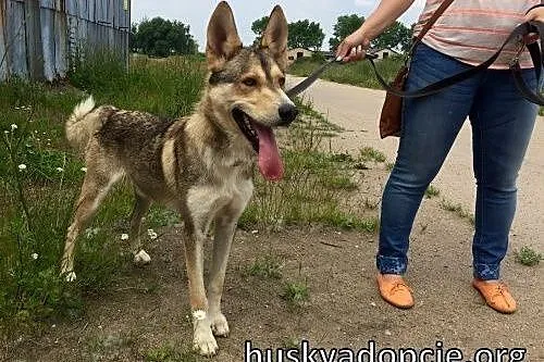 NORRIS- młody, energiczny pies husky do adopcji,  śląskie Katowice