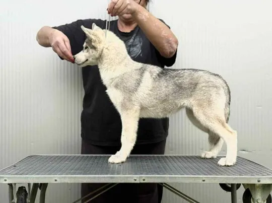 Siberian Husky Piękna suczka dostępna na sprzedaż na całym świecie, , Warszawka