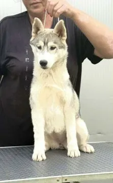 Siberian Husky Piękna suczka dostępna na sprzedaż na całym świecie, , Warszawka