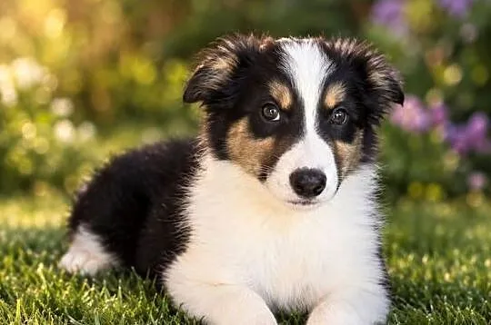 Suczka rasy Border Collie Tricolor