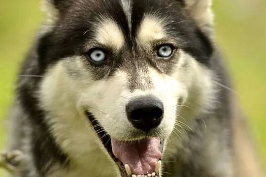 Cudowny niebieskooki Grim w typie husky ADOPCJA