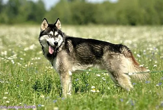 Cudowny niebieskooki Grim w typie husky ADOPCJA