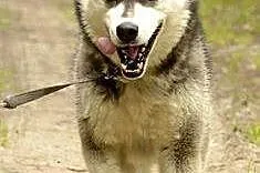 Cudowny niebieskooki Grim w typie husky ADOPCJA