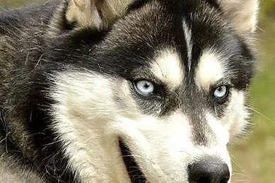 Cudowny niebieskooki Grim w typie husky ADOPCJA