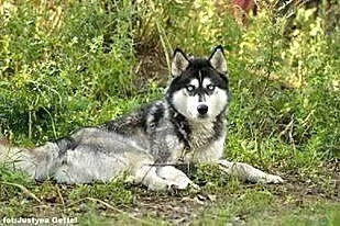 Cudowny niebieskooki Grim w typie husky ADOPCJA