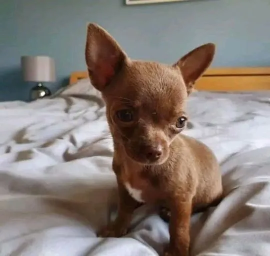 Przepiękne szczenięta chihuahua gotowe do sprzedaży w nowych domach, Wielkopolskie, Poznań