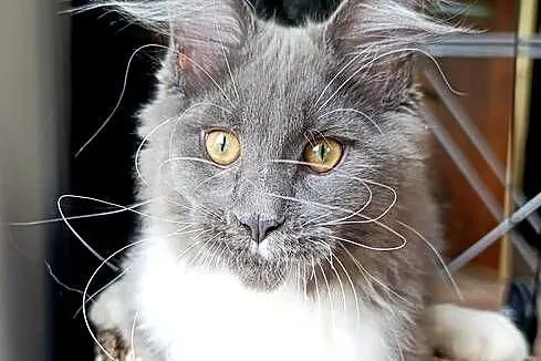 Niebiesko-biały mruczek Maine Coon - FPL
