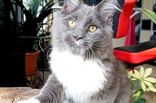 Niebiesko-biały mruczek Maine Coon - FPL, Pomorskie, Gdańsk