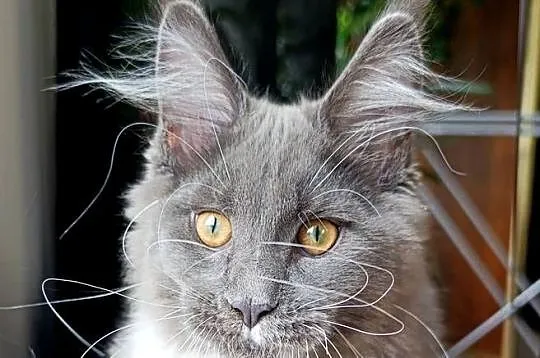 Niebiesko-biały mruczek Maine Coon - FPL, Pomorskie, Gdańsk