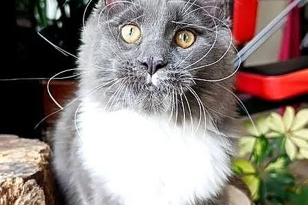 Niebiesko-biały mruczek Maine Coon - FPL, Pomorskie, Gdańsk