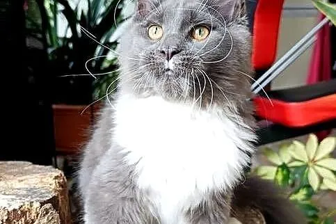 Niebiesko-biały mruczek Maine Coon - FPL, Pomorskie, Gdańsk
