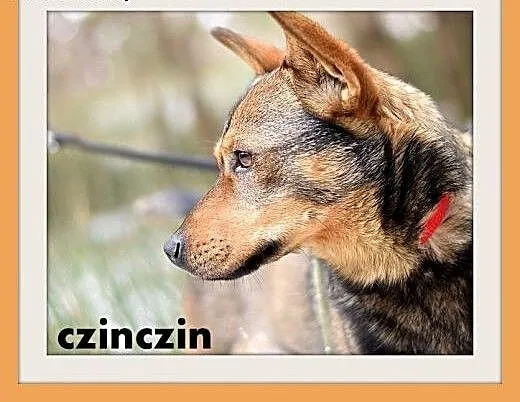CZINCZIN-mały,8kg,łagodny,tulaśny,wesoły piesek.AD